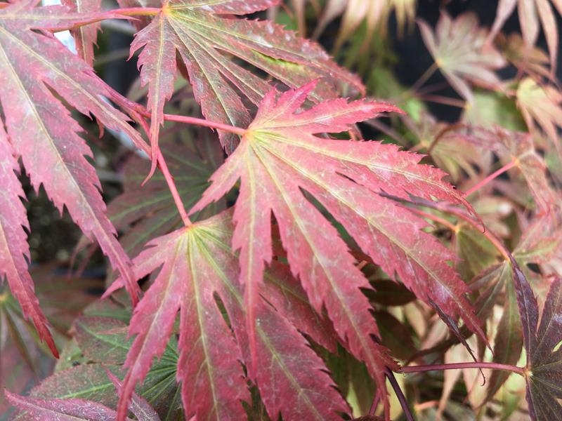 Acer Palmatum 'Momiji Gawa'-0