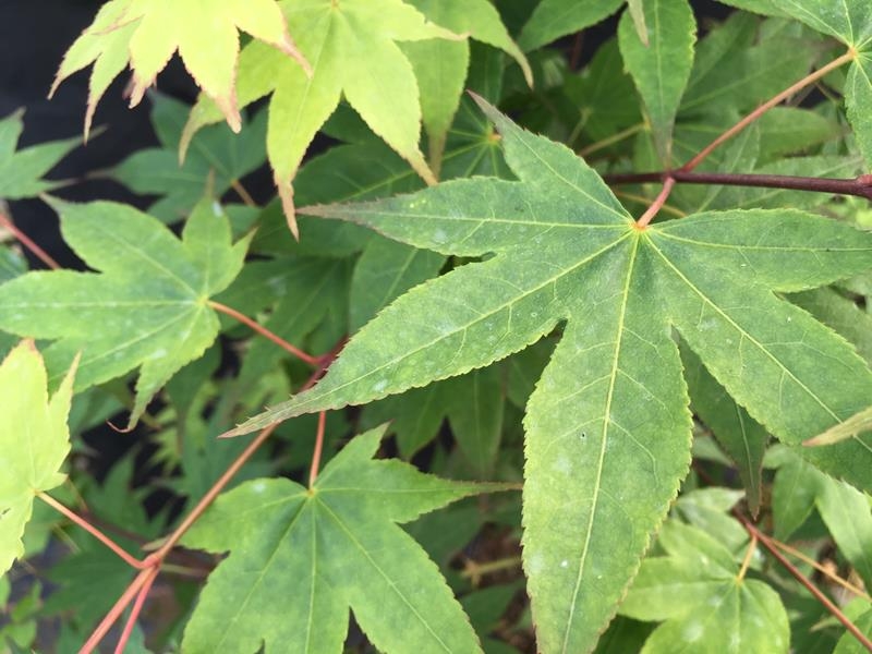 Acer palmatum 'Satsuki Beni'-0