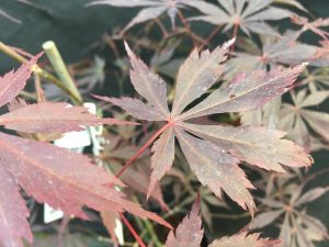 Acer palmatum 'Suminagashi'-0