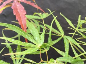 Acer palmatum 'Villa Taranto'-0