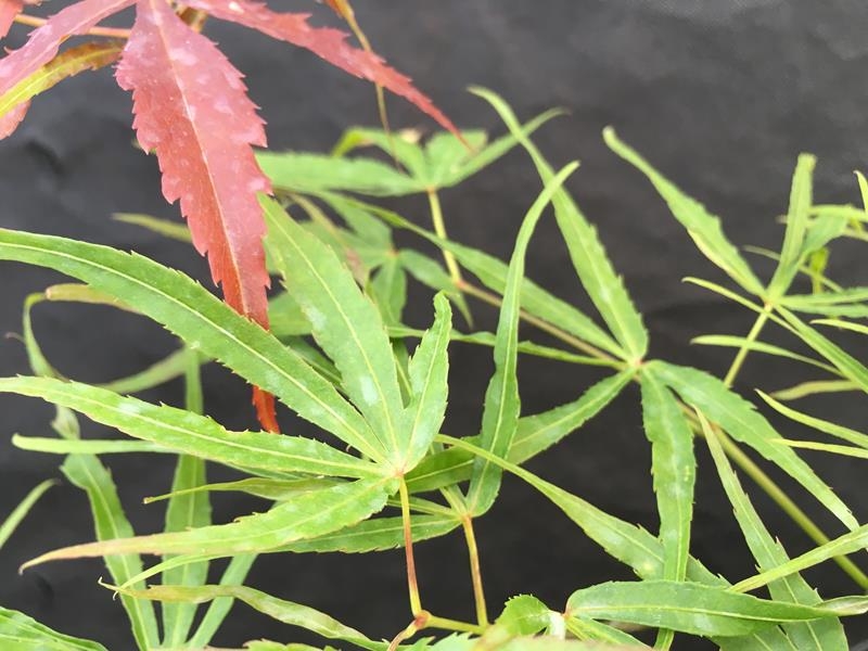 Acer palmatum 'Villa Taranto'-0