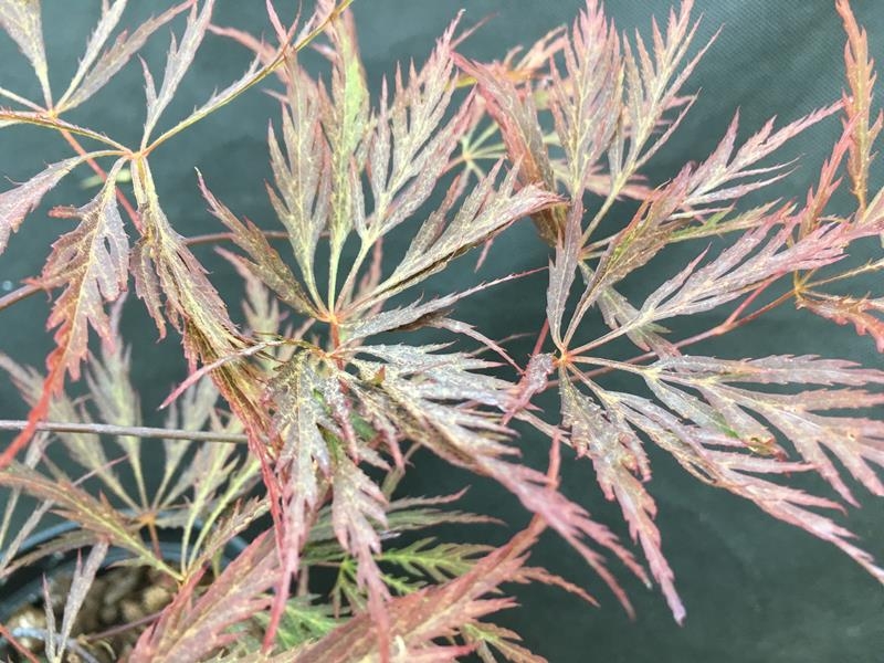 Acer palmatum Dissectum 'Nigrum'-0