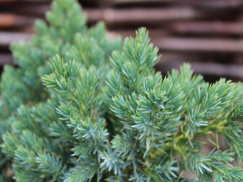 Juniperus squamata 'Blue Star' 5 L-15903