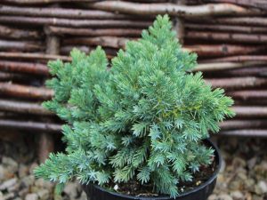 Juniperus squamata 'Blue Star' 5 L-0