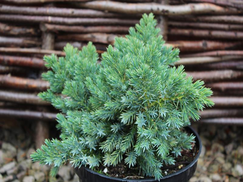 Juniperus squamata 'Blue Star' 5 L-0