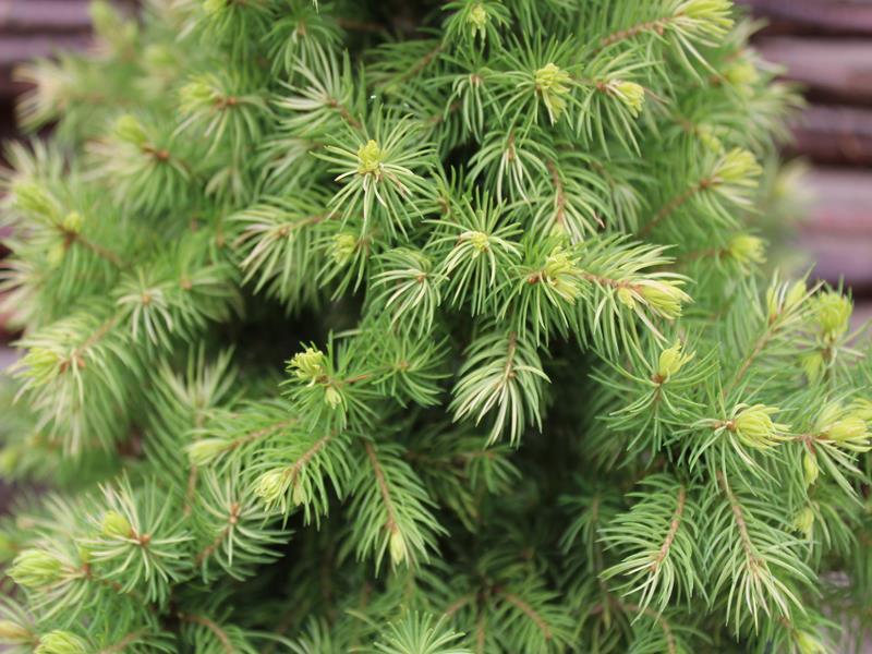 Picea glauca 'Maygold' 5L-15905