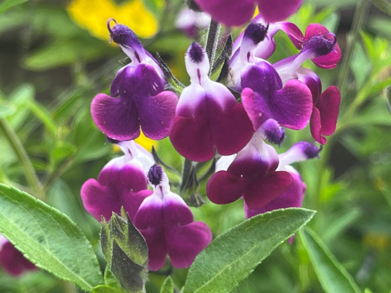Salvia x jamensis 'Amethyst Lips'-0