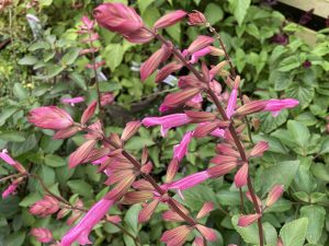 Salvia 'Kisses and Wishes'-0