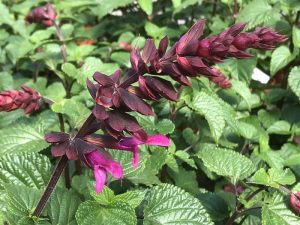 Salvia 'Rockin Fuchsia'-0