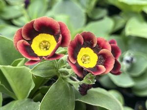 Primula auricula 'Winnifrid'