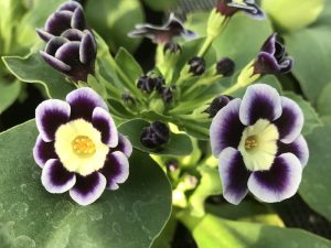 Primula auricula 'Blue Yodeler'-0