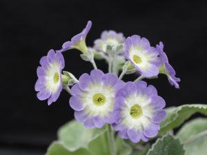 Primula auricula 'Bowen`s Blue'-0