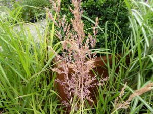 Calamagrostis x acutiflora 'Eldorado'-0