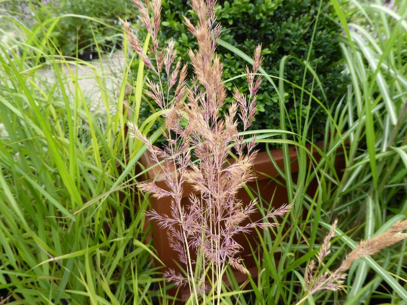 Calamagrostis x acutiflora 'Eldorado'-0