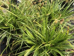 Carex 'Everlime'-0