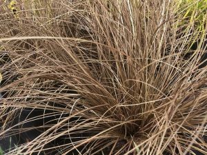Carex comans 'Milk Chocolate'-0