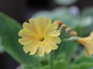 Primula auricula 'Chamois'-0