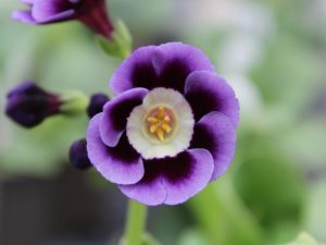 Primula auricula 'Daniel'-0