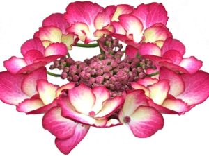 Hydrangea macrophylla 'Dark Angel'-0