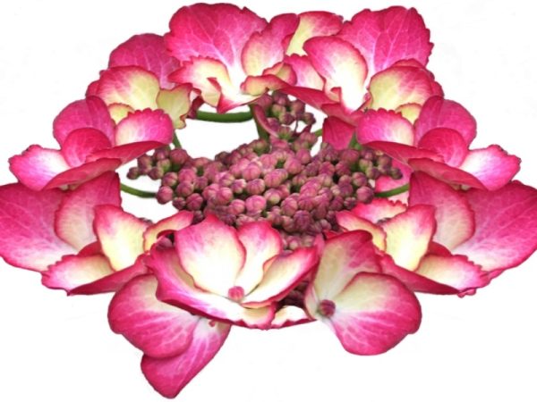 Hydrangea macrophylla 'Dark Angel'-0