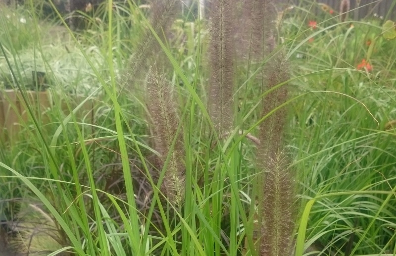 Pennisetum 'Dark Desire'-17932