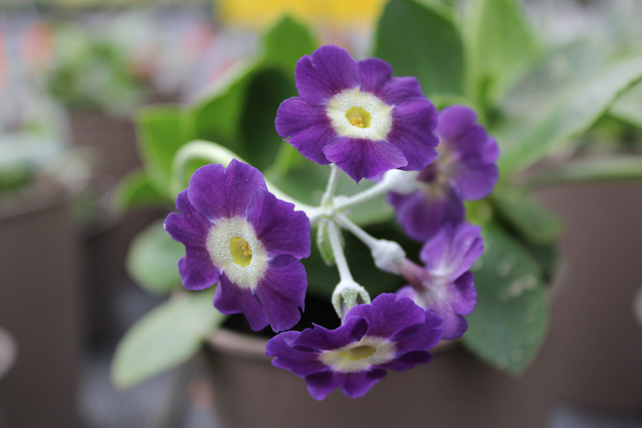 Primula auricula 'Dido'-0