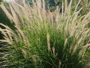 Pennisetum 'Fairy Tails'-0