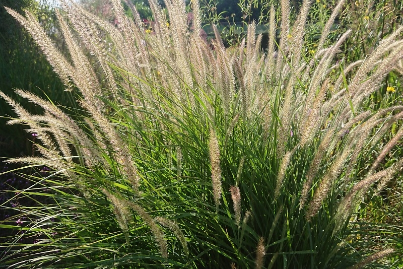 Pennisetum 'Fairy Tails'-0