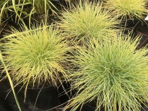 Festuca glauca 'Golden Toupee'-0