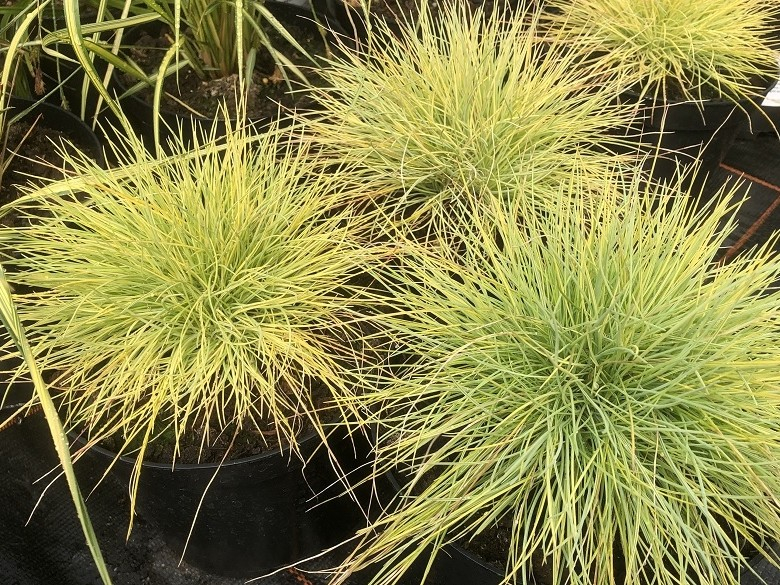 Festuca glauca 'Golden Toupee'-0