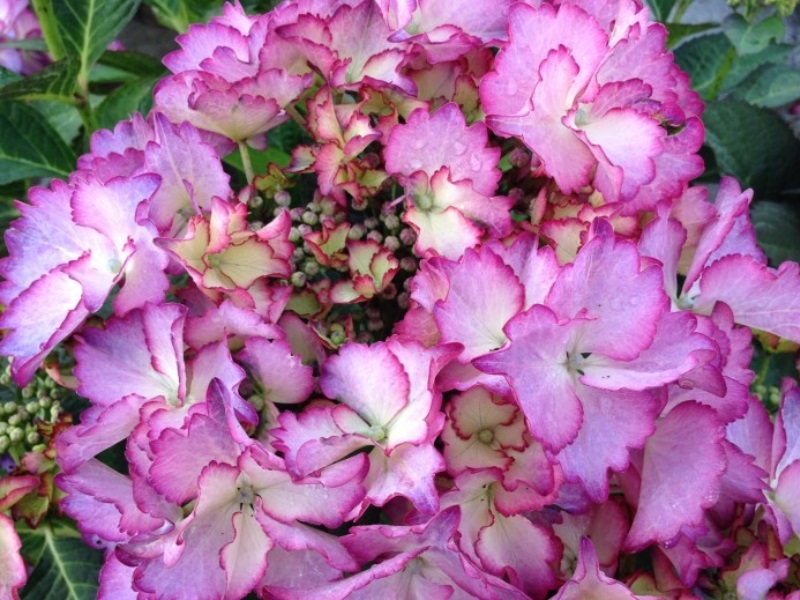 Hydrangea macrophylla 'French Cancan' (Blue)-16251