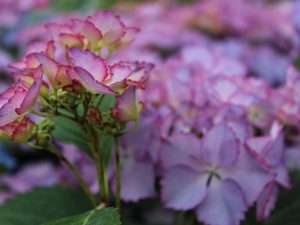 Hydrangea macrophylla 'French Cancan' (Blue)-0