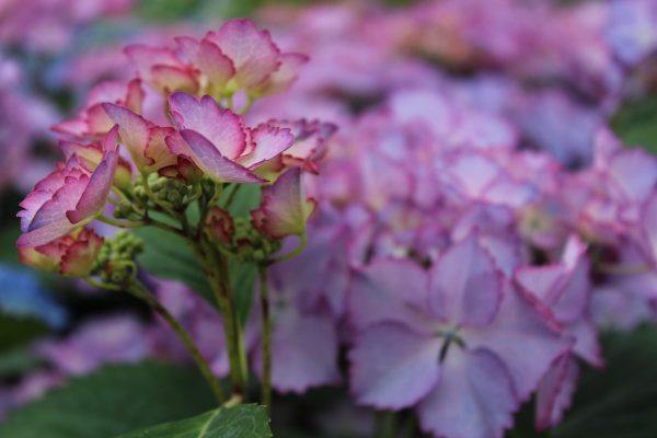 Hydrangea macrophylla 'French Cancan' (Blue)-0
