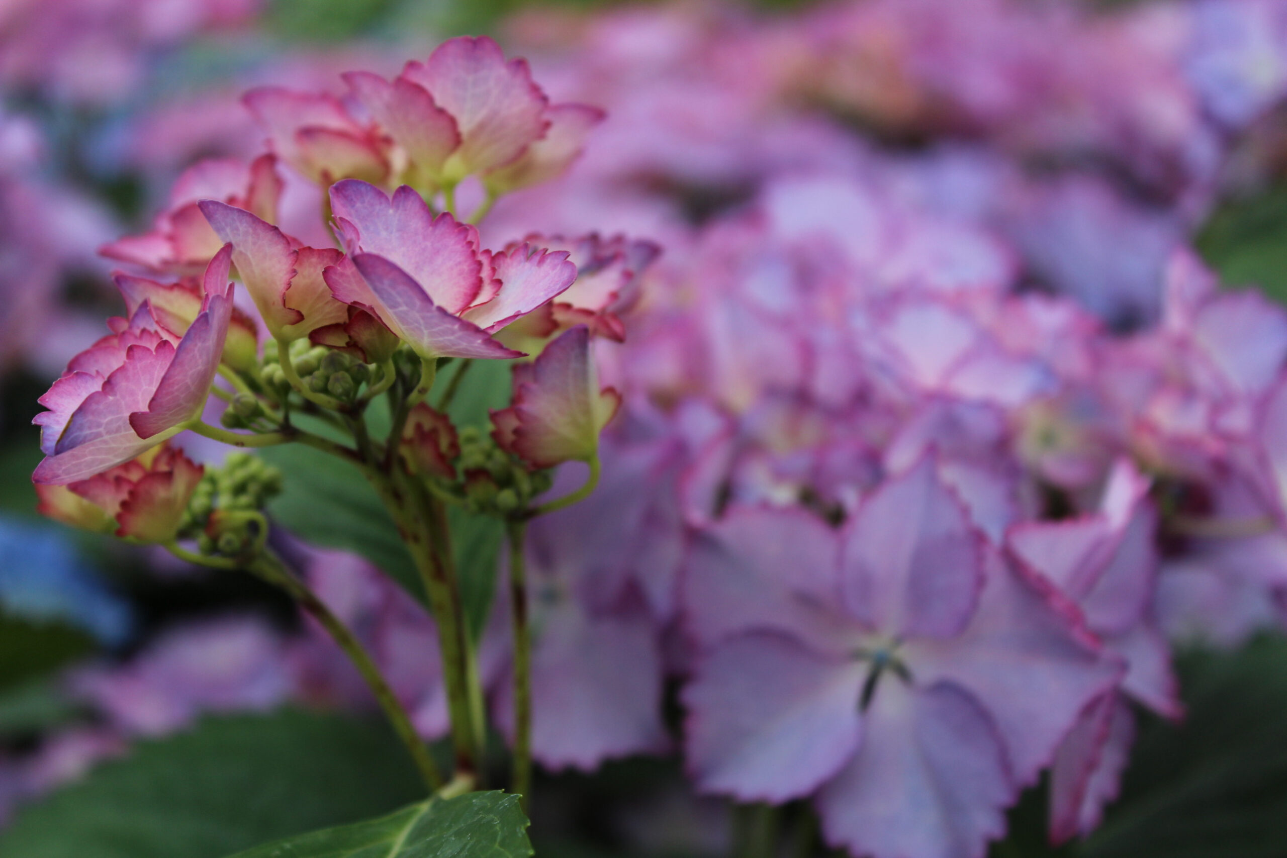 Hydrangea macrophylla 'French Cancan' (Blue)-0