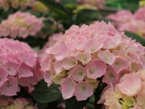 Hydrangea macrophylla Pink Sensation®-0