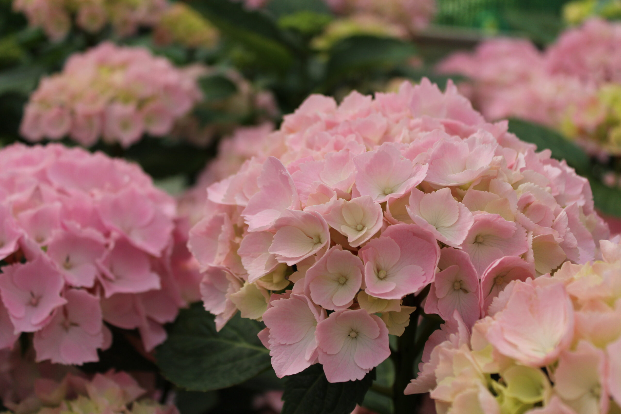Hydrangea macrophylla Pink Sensation®-0