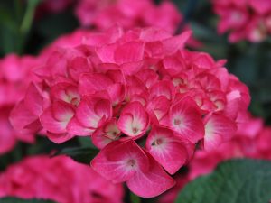 Hydrangea macrophylla 'Red Angel'-0