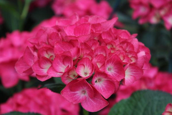 Hydrangea macrophylla 'Red Angel'-0