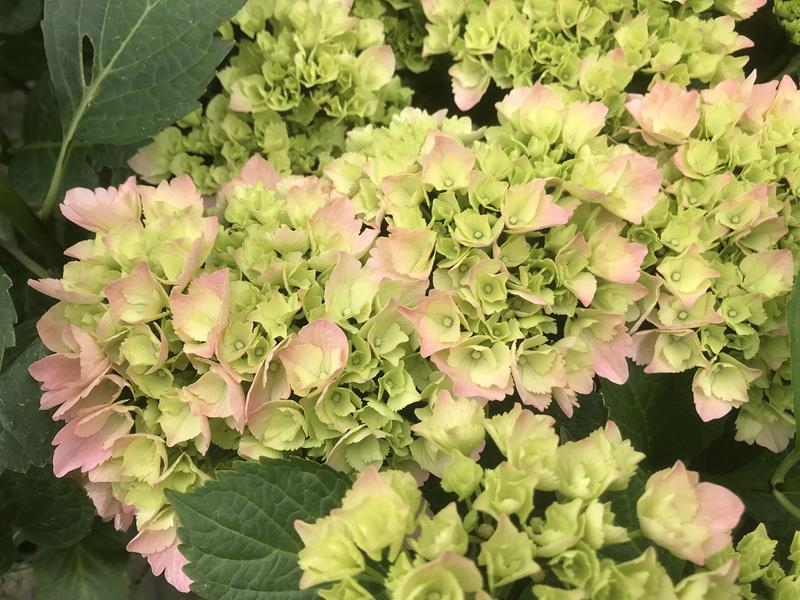 Hydrangea macrophylla Pink Sensation®-16376