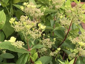Hydrangea paniculata Early Sensation-0