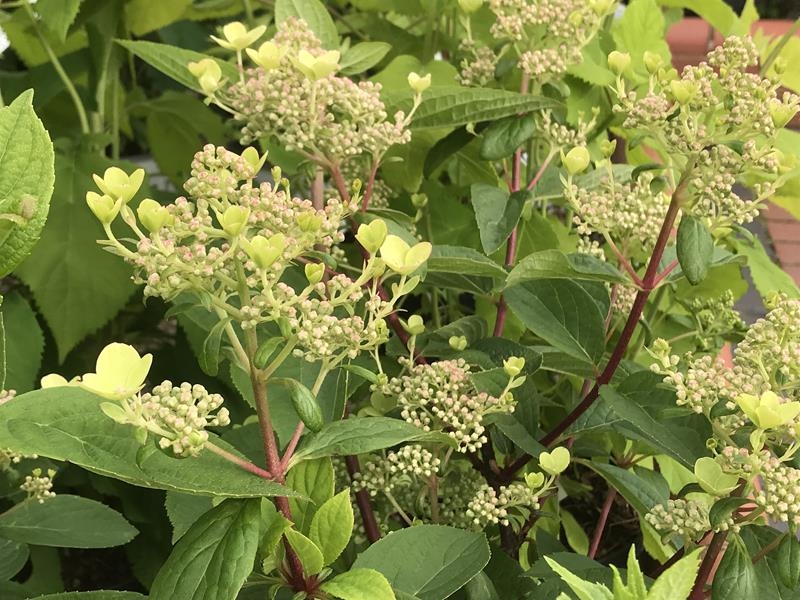 Hydrangea paniculata Early Sensation-0
