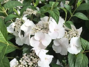 Hydrangea Runaway Bride® 'Snow White'-0