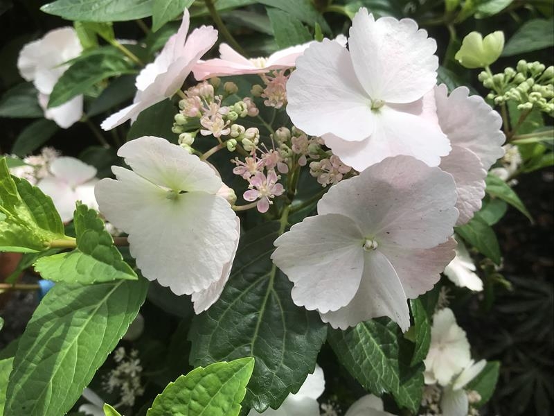 Hydrangea Runaway Bride® 'Snow White'-16378