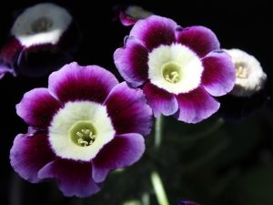 Primula auricula 'Kimberworth Boy'-0