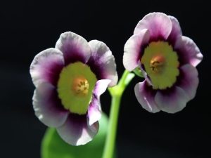 Primula auricula 'Harmony'-0