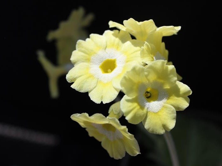 Primula auricula 'Lemon Sherbet'-0