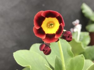 Primula auricula 'Jersey Bounce'-0
