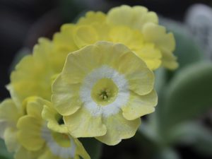 Primula auricula 'Lucy Locket'-0