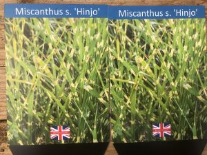 Miscanthus sinensis 'Hinjo'-0
