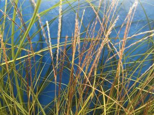 Miscanthus sinensis 'Adagio'-0